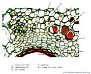03_phloem elements_labels.jpg